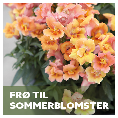 Fr til sommerblomster