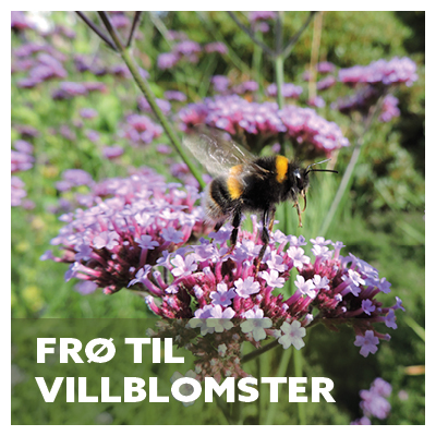 Fr til villblomster