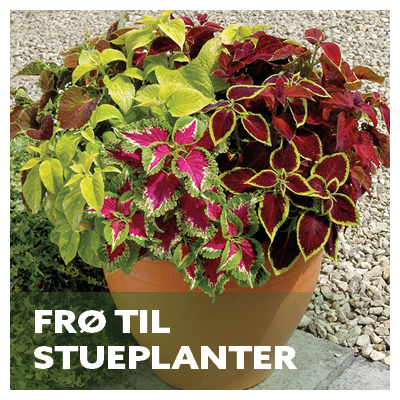 Fr til stueplanter