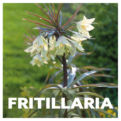 Fritillaria