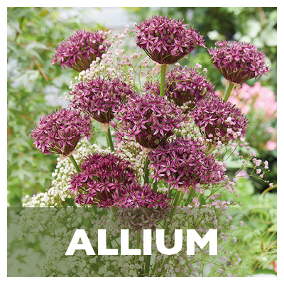 Allium