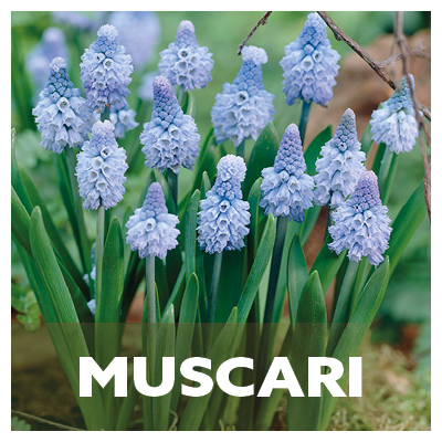 Muscari