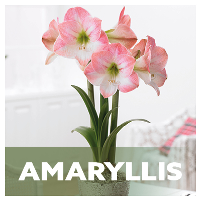 Amaryllis 