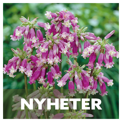 Nyheter blomsterlk