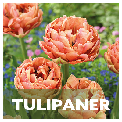 Tulipaner