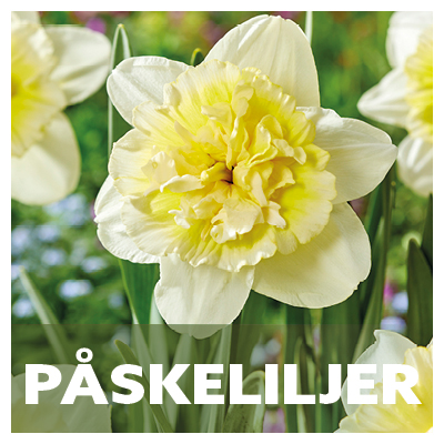 Pakeliljer-narsiss