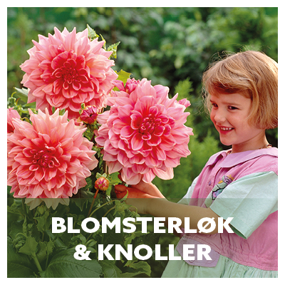 Blomsterlk knoller