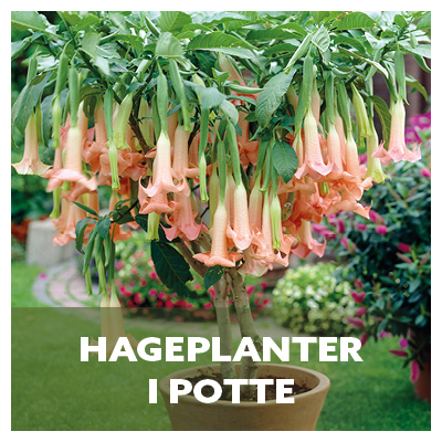 Hageplanter i potte