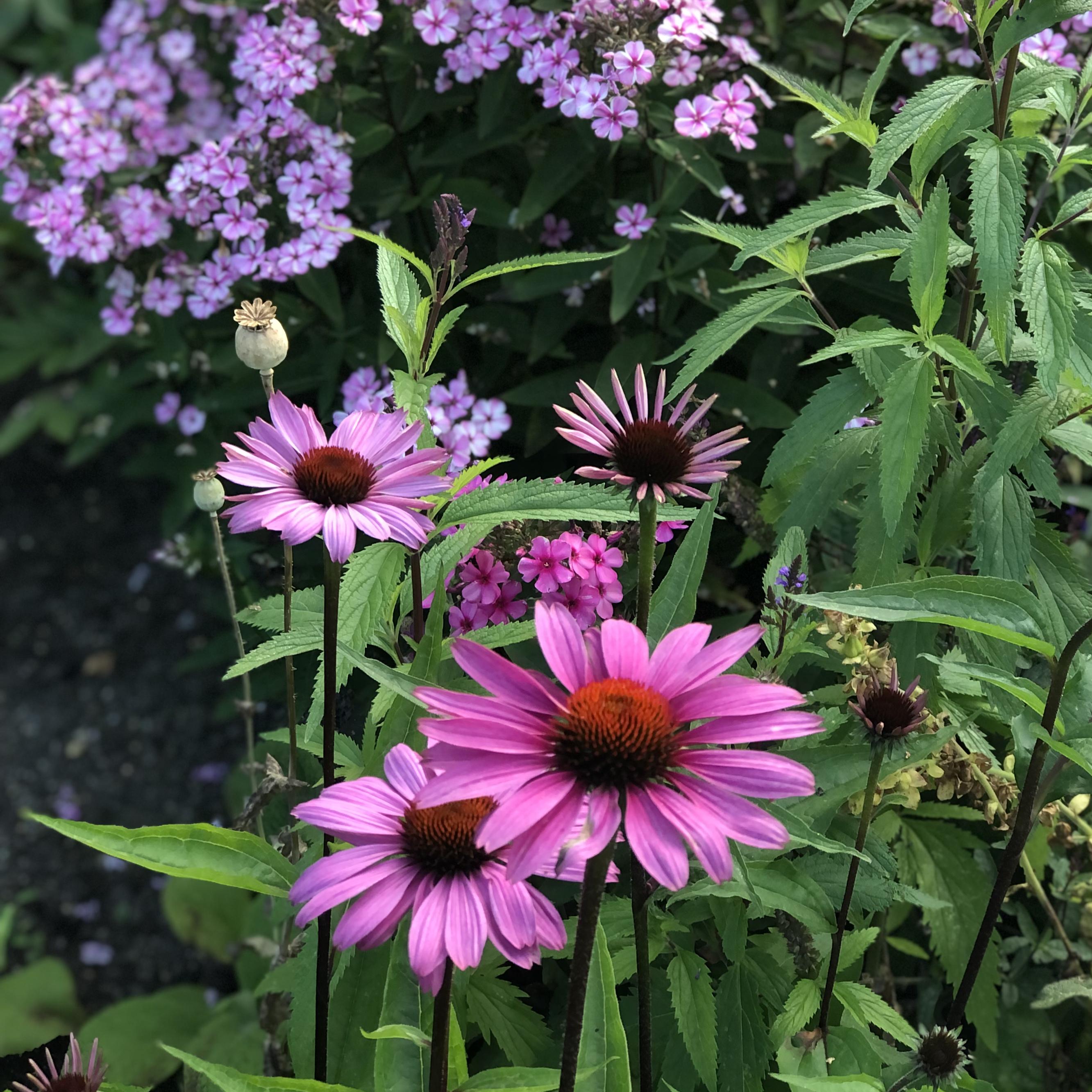 Qfil8_M_Echinacea_Rudbeckia_pu