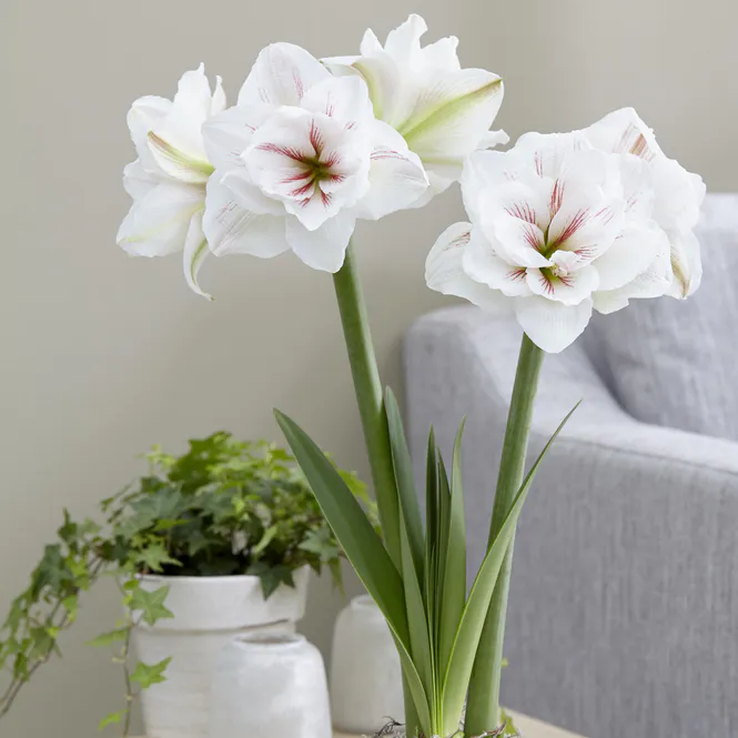 Slik planter du amaryllis