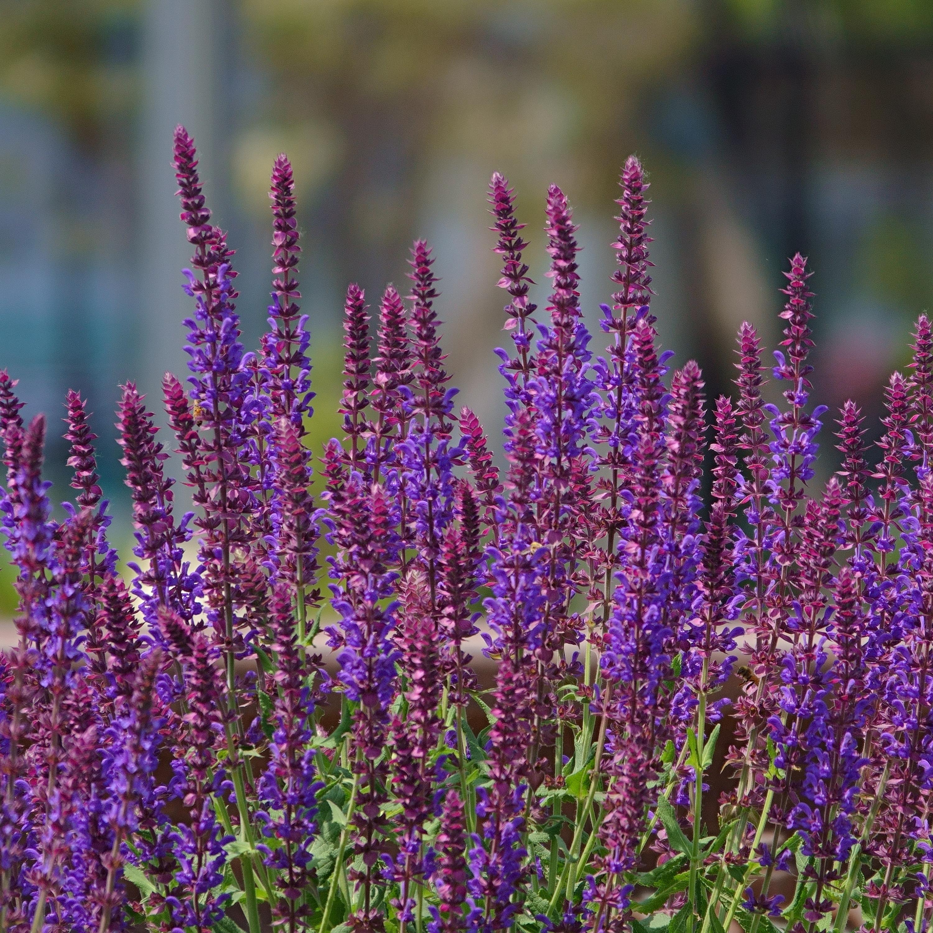 Salvia：プロフ必読 Salvia nemorosa Violet Queen - Frø - | Stort utvalg frø og løk