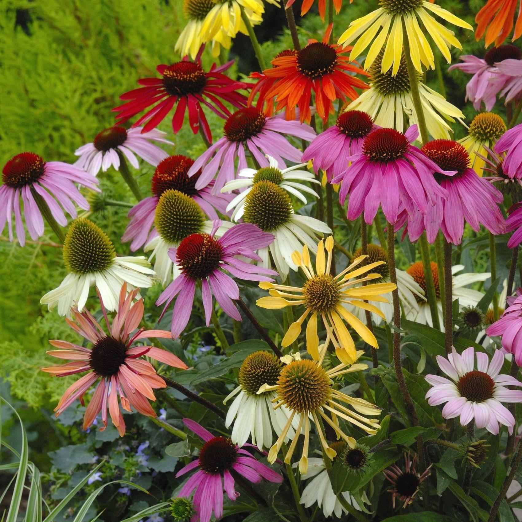 Echinacea purpurea Paradiso Tall mix. Solhatt -Frø- | Stort utvalg