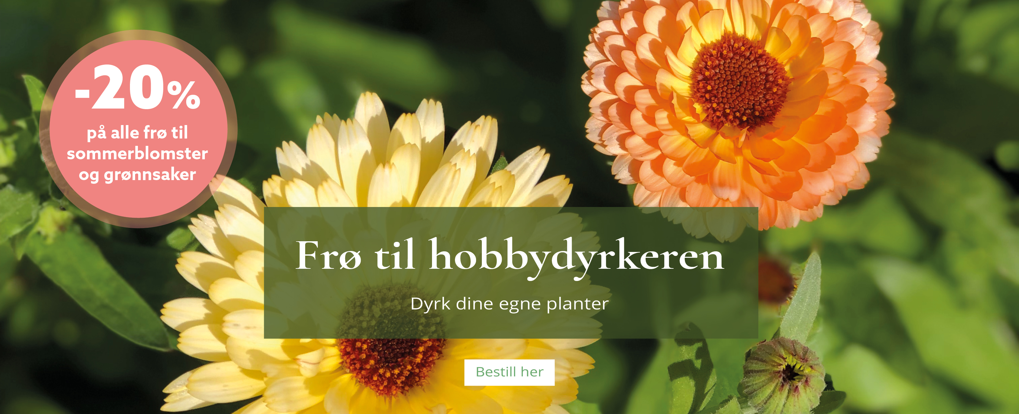 Frønyheter 2025 - Kvalitetsfrø til hobbydyrkeren