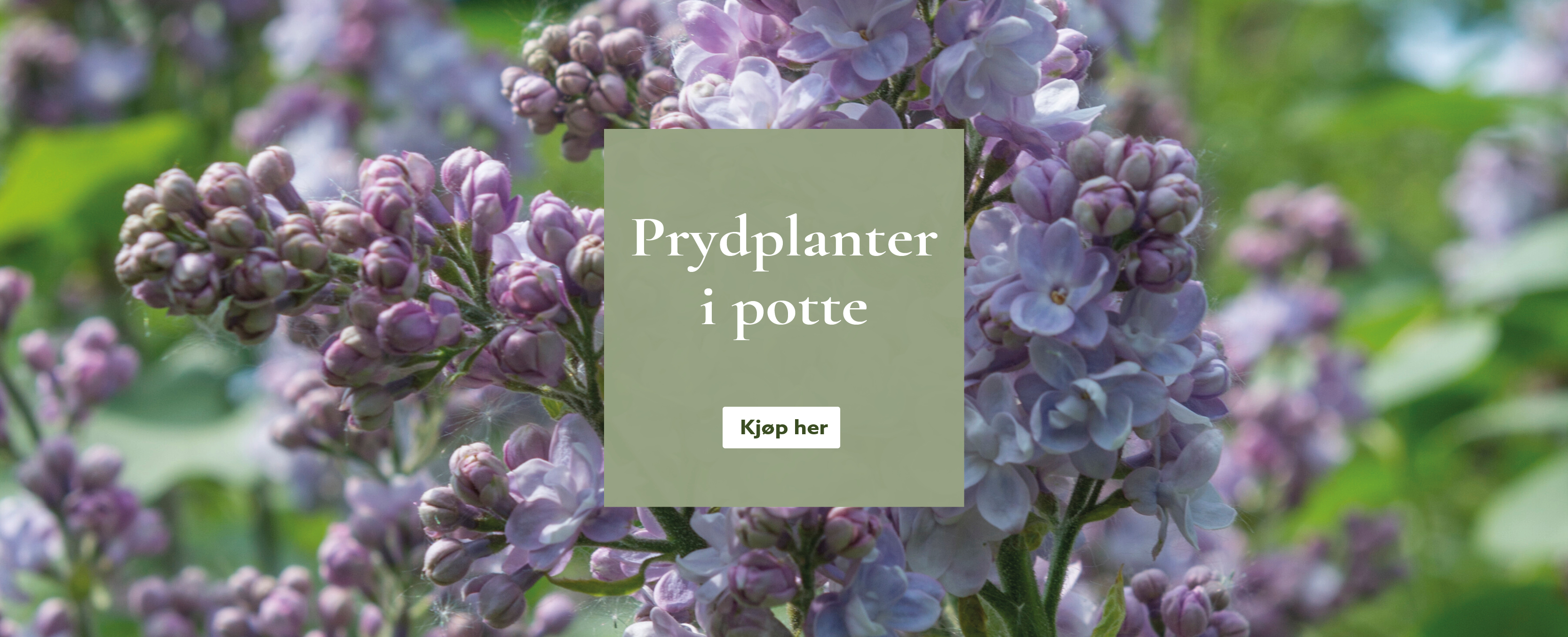 Prydplanter - bestill på nett