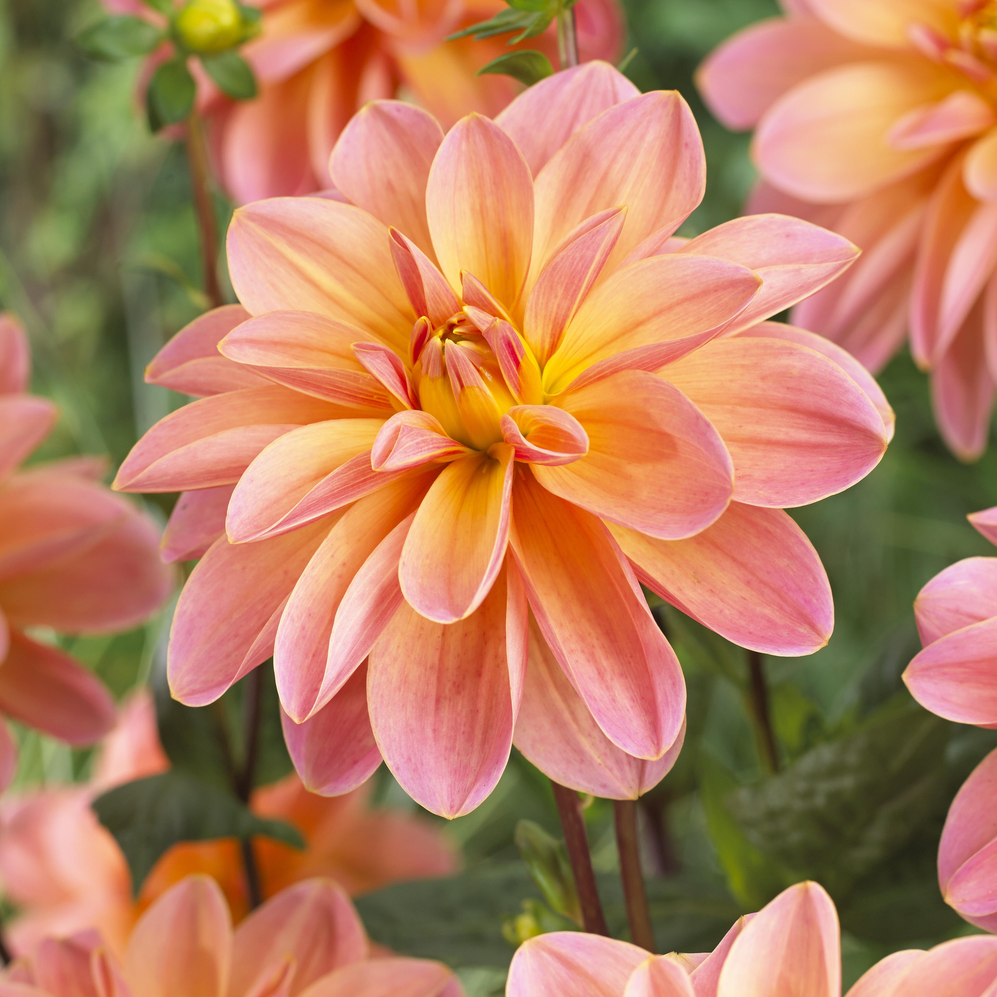 Dahlia Mister Frans - 1 knoll | Stort utvalg frø og løk